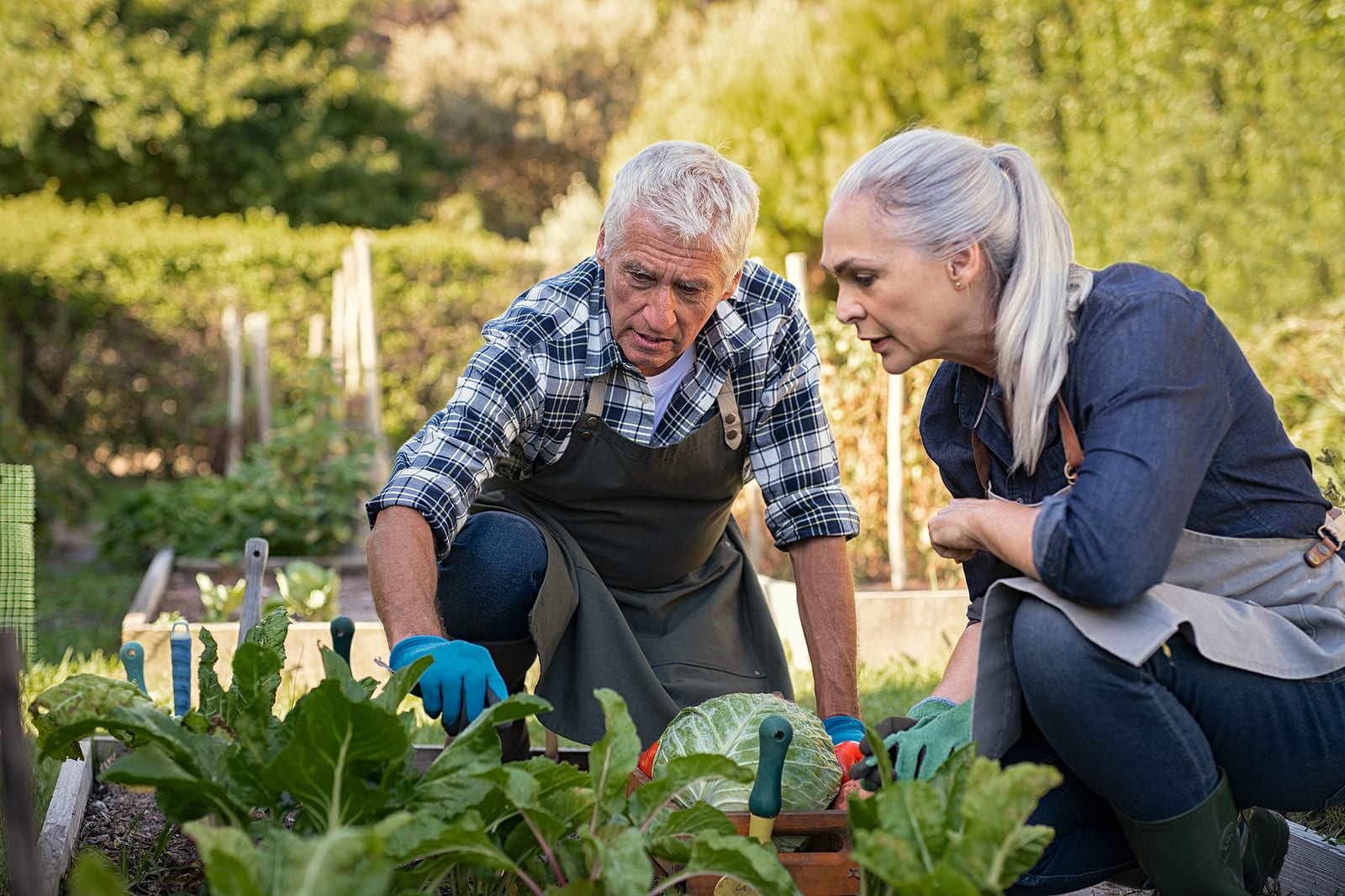Senior man and woman gardening in the summer